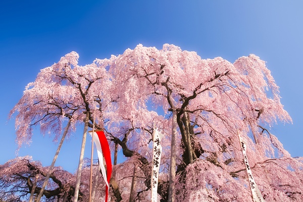 三春滝桜(福島県田村郡三春町）